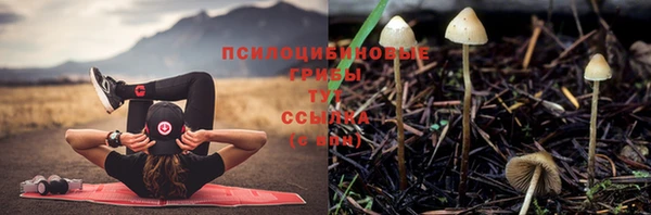 ПСИЛОЦИБИНОВЫЕ ГРИБЫ Вязьма