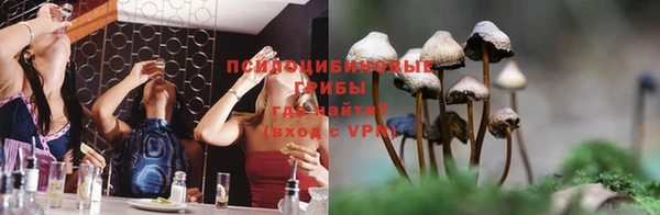 прущие грибы Вяземский